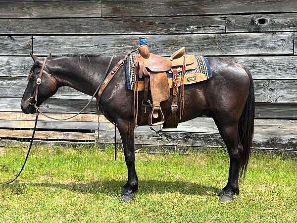 trail-trail-riding-quarter-horse