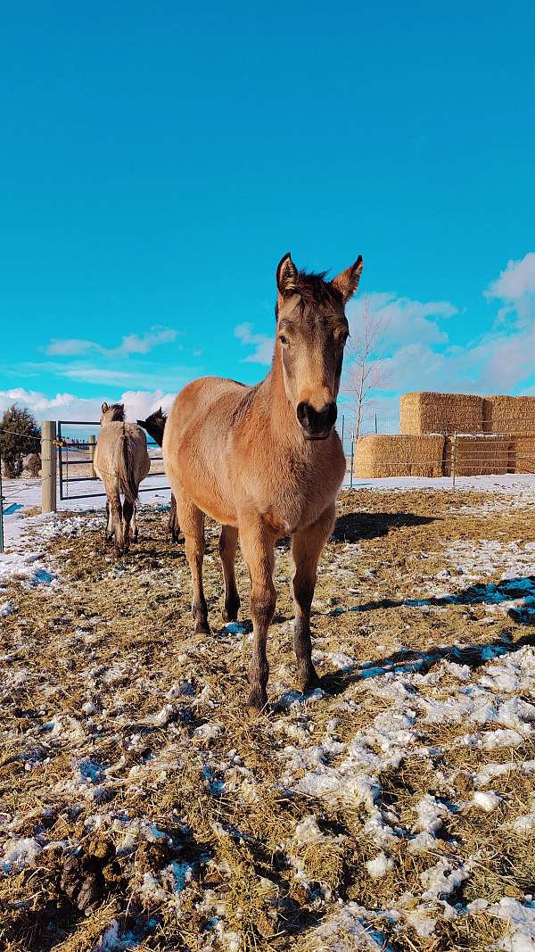 snipper-music-quarter-horse