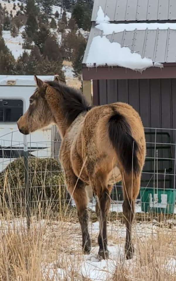 6-panel-negative-quarter-horse