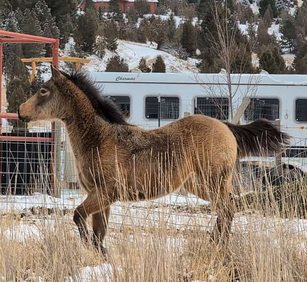 snipper-music-quarter-horse