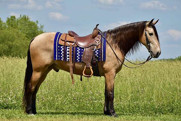 gentle-horse-tennessee-walking