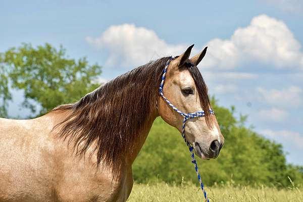 trail-horse-tennessee-walking