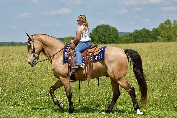 gaited-horse-tennessee-walking