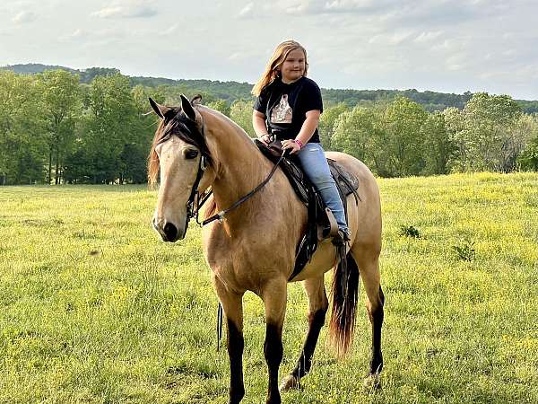 western-horse-tennessee-walking