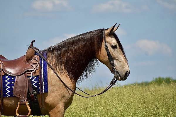 horse-for-sale-tennessee-walking