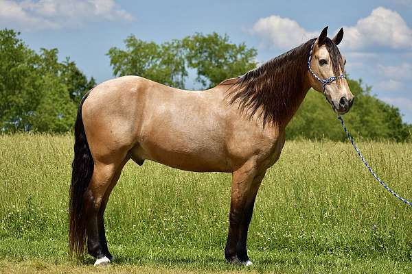 gun-safe-horse-tennessee-walking