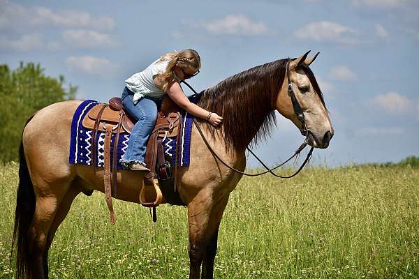 western-dressage-horse-tennessee-walking