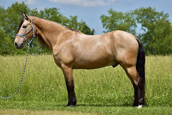 trail-horse-for-sale-tennessee-walking