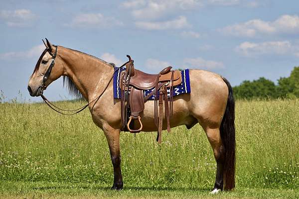 kid-friendly-horse-tennessee-walking