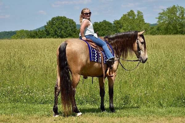 tennessee-walking-horse