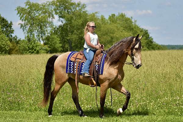 traffic-safe-horse-tennessee-walking