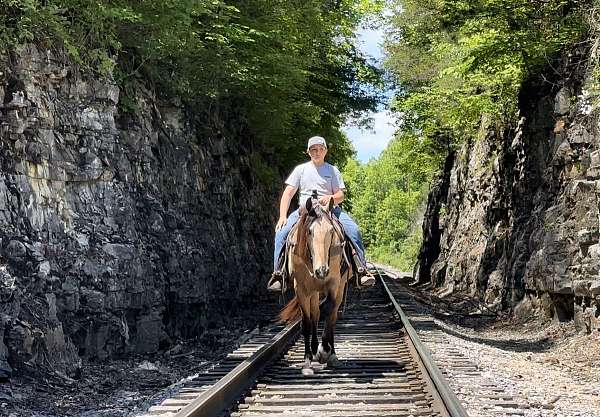 smooth-gaited-horse-tennessee-walking