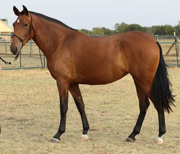 ft-worth-andalusian-horse