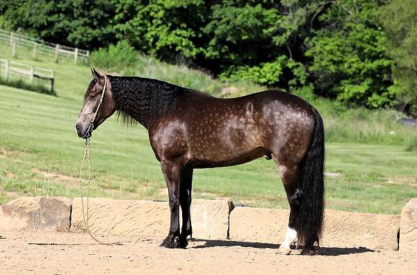 buckskin-white-horse