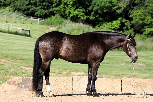 beginner-friesian-horse