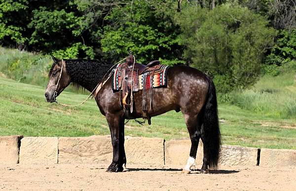 dappled-friesian-horse