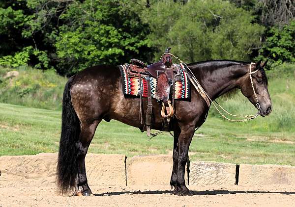 driving-friesian-horse