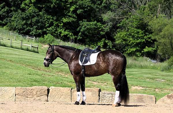 harness-friesian-horse