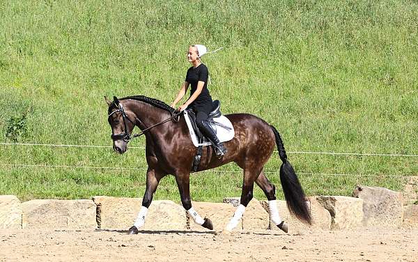 flashy-friesian-horse