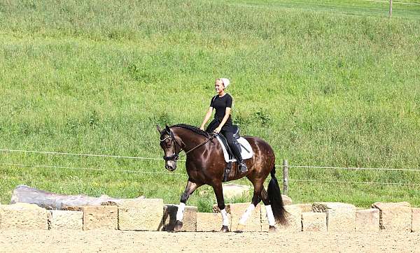 husband-safe-friesian-horse