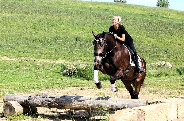 kid-safe-friesian-horse