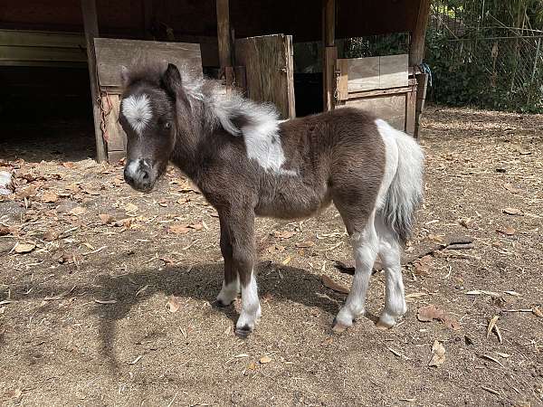 guaranteed-miniature-horse