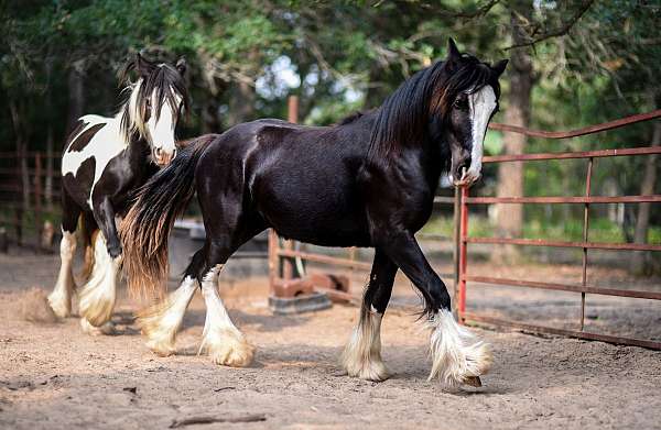 black-gypsy-vanner-colt