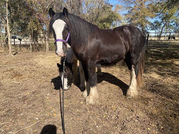 central-texas-gypsy-vanner-horse