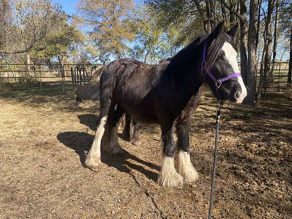 age-gypsy-vanner-horse