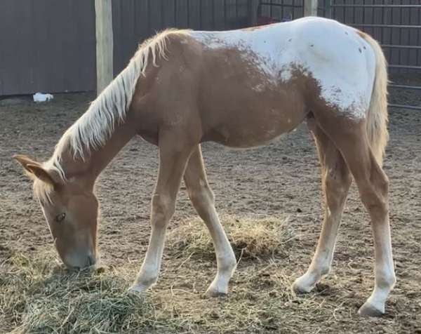 blanket-with-spots-blaze-roaning-horse