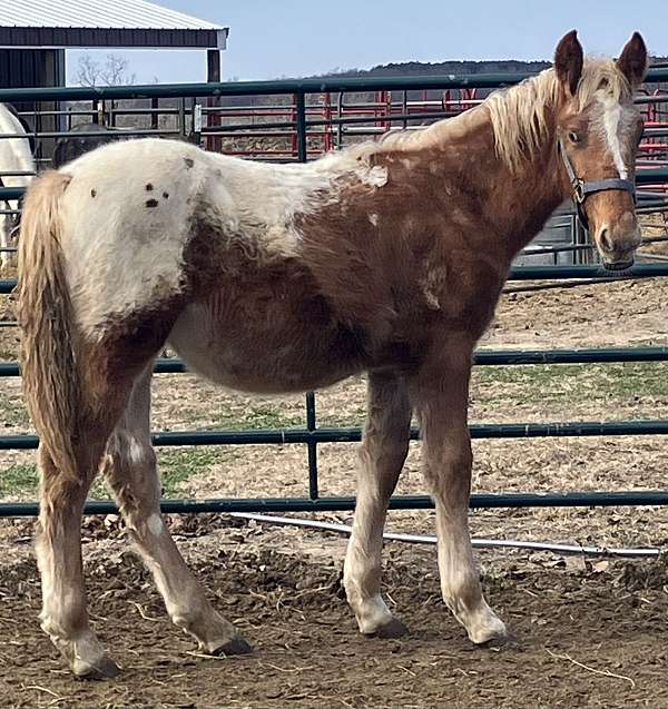 blanket-with-spots-blaze-roaning-horse