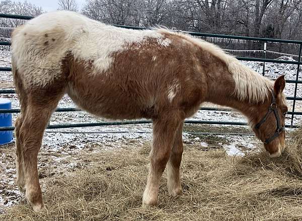 blanket-with-spots-blaze-roaning-horse