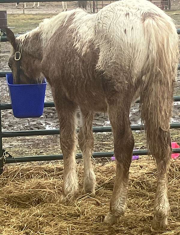 appaloosa-mare-colt