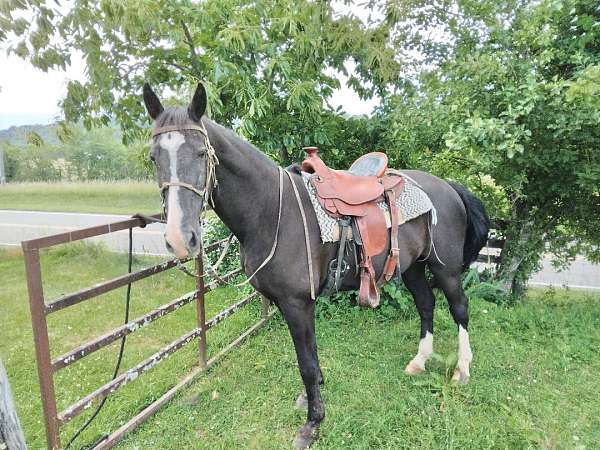 white-blaze-hind-leg-horse