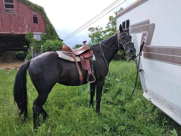 black-white-hind-ankle-horse