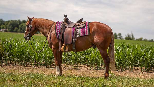 all-around-quarter-horse