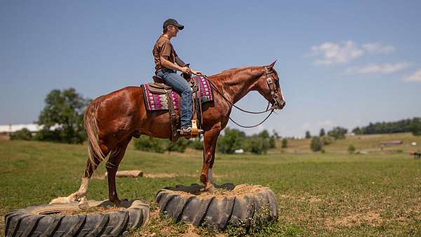 beginner-quarter-horse