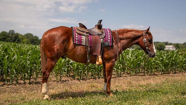 athletic-quarter-horse