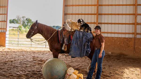 jumper-quarter-horse