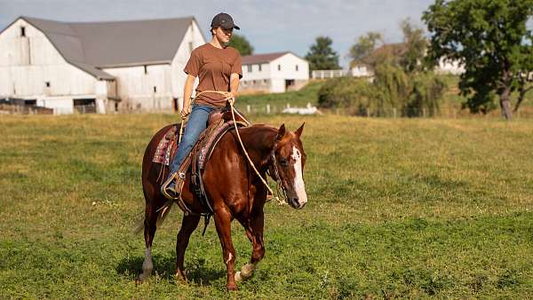 lesson-quarter-horse