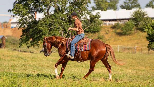 trail-quarter-horse