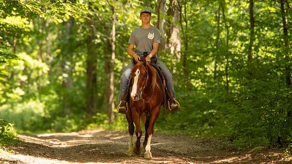 buckskin-quarter-horse-gelding