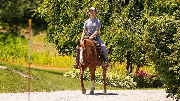 buckskin-all-around-horse