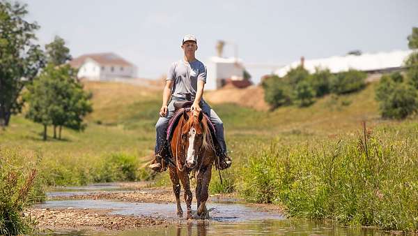 buckskin-athletic-horse