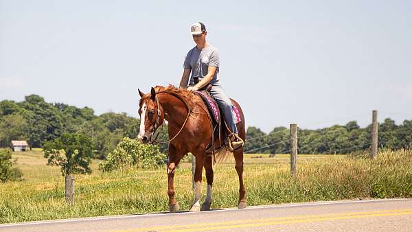 buckskin-beginner-horse