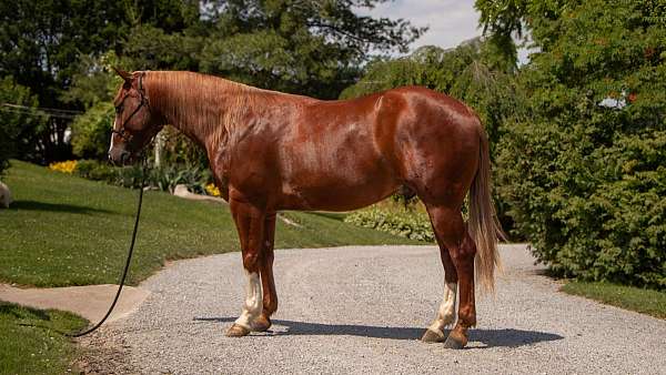 buckskin-jumper-horse