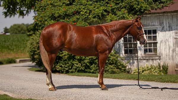 buckskin-lesson-horse