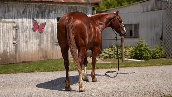 buckskin-trail-horse