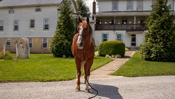 buckskin-youth-horse