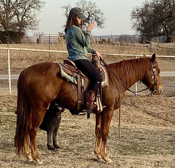 reining-bred-gelding